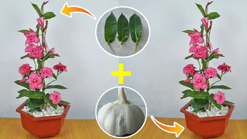 Effortless Guide to Growing Allamanda Blanchetii from Leaves: Enhance Air Quality and Beautify Your Home