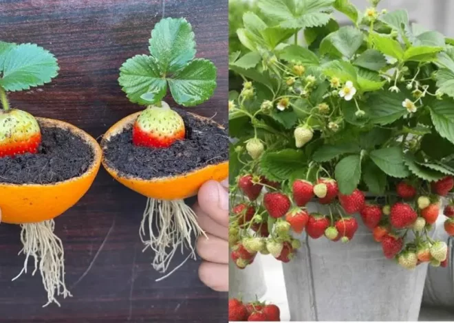 Effortless Method to Grow Strawberries from Strawberry Fruit: Guaranteed 100% Success