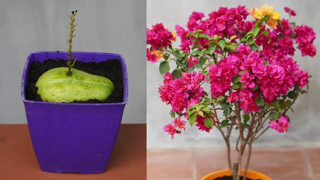 Effortless Pruning: Tips for Using Chayote Fruit to Cut Bougainvillea