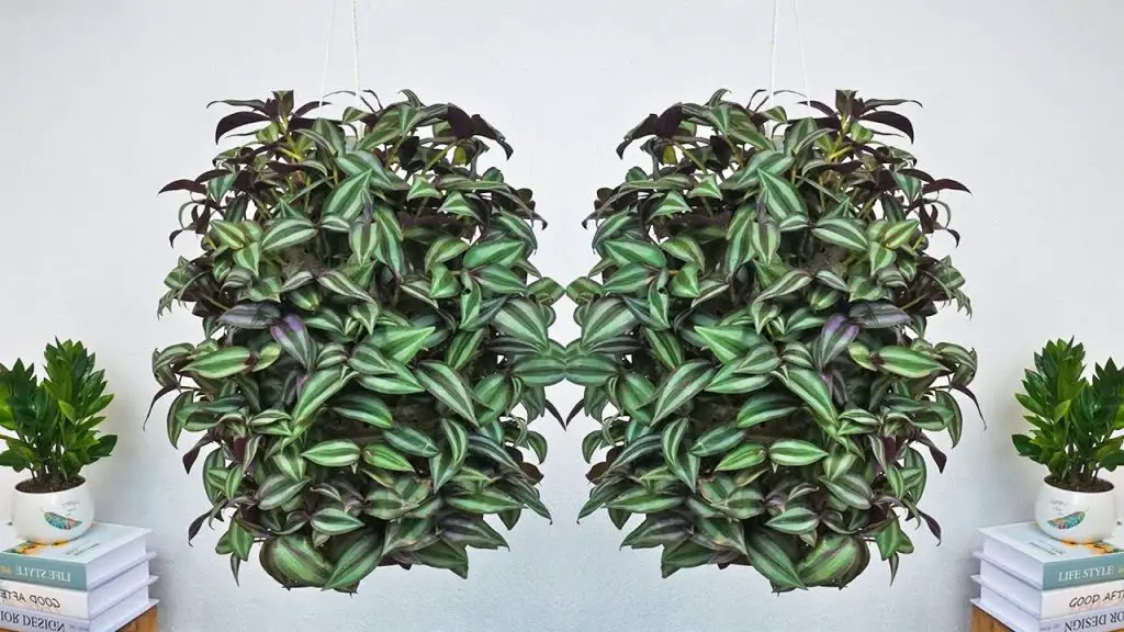Elevate Your Home Decor with Beautiful Hanging Pot Displays Featuring Health-Boosting Indoor Plants Propagated by Branches