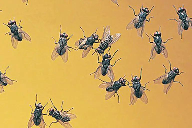 Eliminate Flies During the Hot Season: A Foolproof Method Without Water Bottles