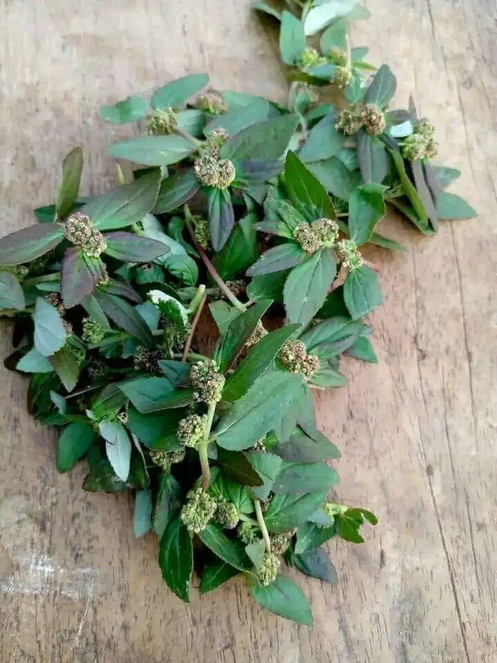 Euphorbia Hirta : The secret nobody will never tell you ~ thank me later