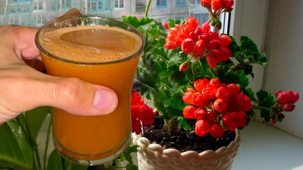 Experience Explosive Growth and Blooms with Just 1 Cup: Witness the Incredible Results!