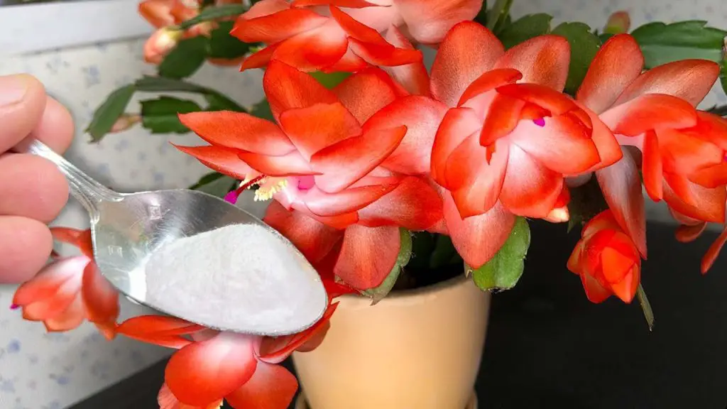 Fall Awakening: Breathing Life into House Flowers with a Little Secret