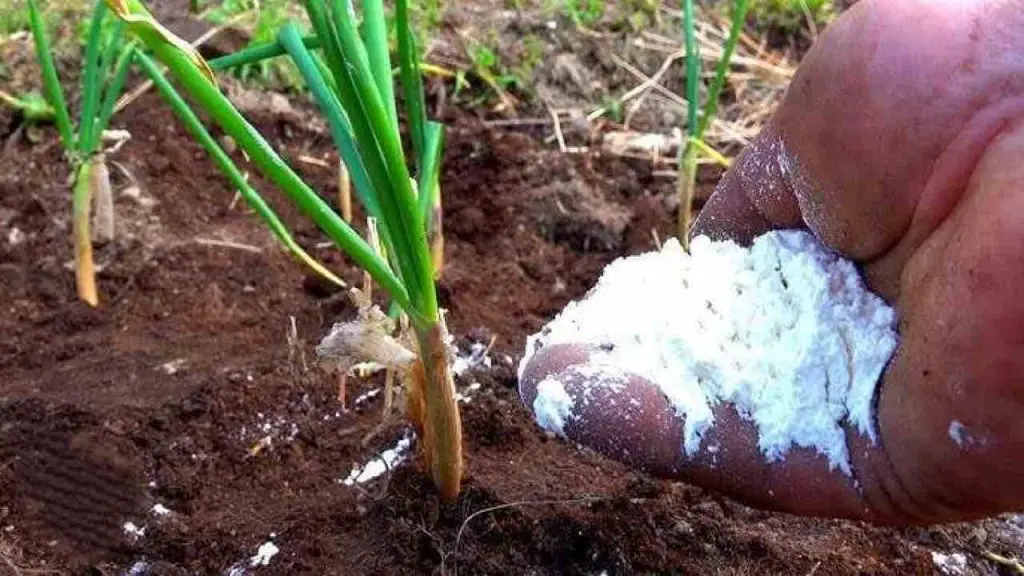 Feed onions with this fertilizer in June – they will grow large every year
