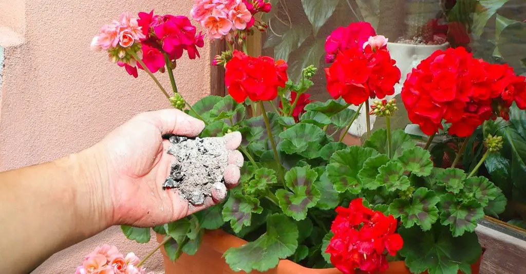 Fertilizar con ceniza – el método perfecto para tus plantas