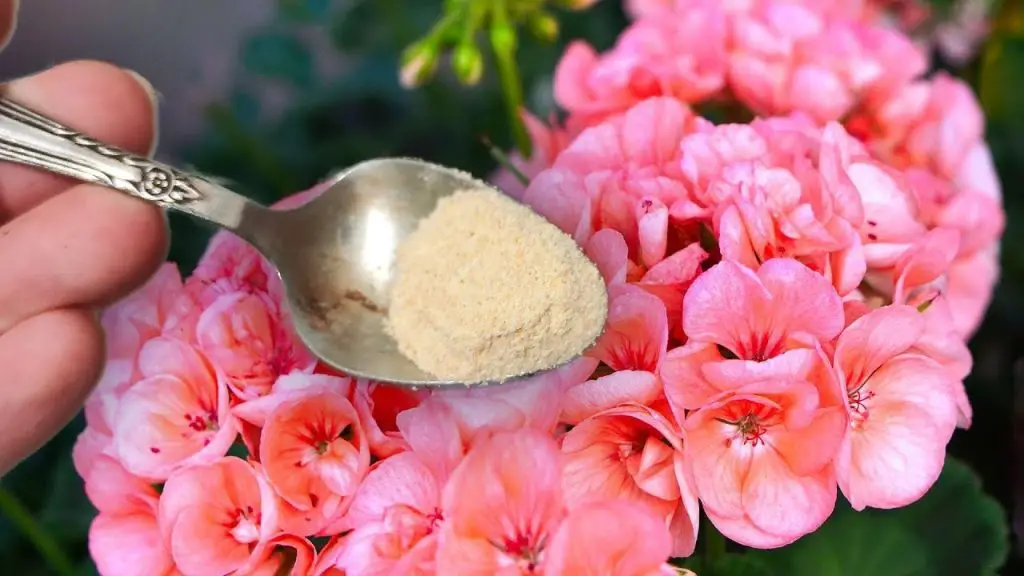 Flourish and Thrive A Spoonful for Magnificent Blooms in Any Flower!