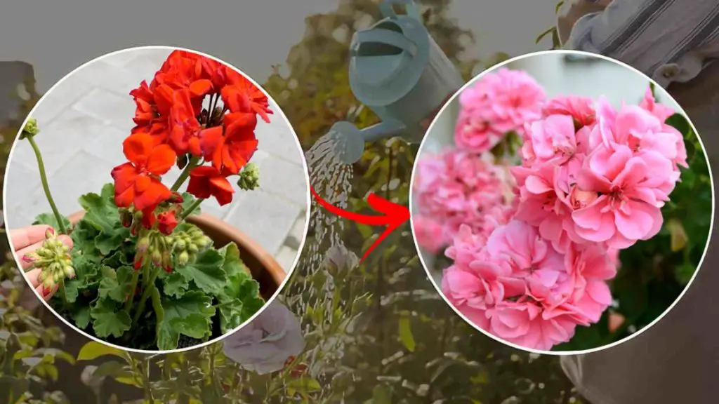 Geranios: si haces esto, los secas | Este es el truco para tener hojas fuertes y abundante floración