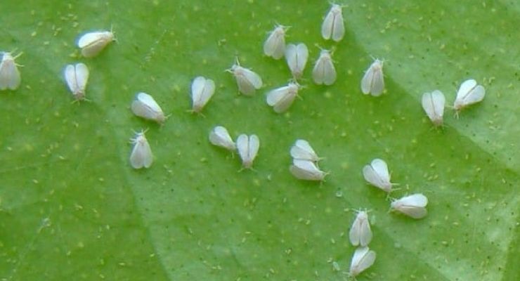 Goodbye whitefly, the trick to keeping it away from plants is in the kitchen