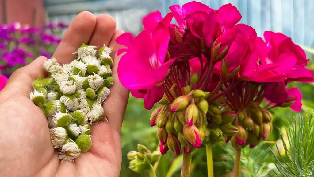 Grandma’s Magic Transforming Frail Flowers into Vibrant Beauties