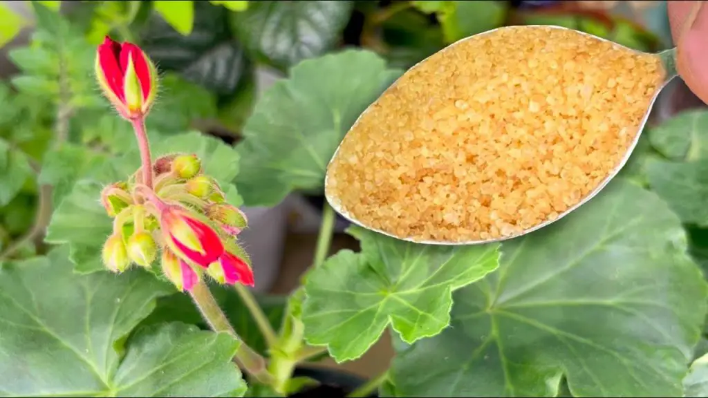 Grandma’s Secret One Spoonful Transforms Any Flower—You Won’t Believe the Results!