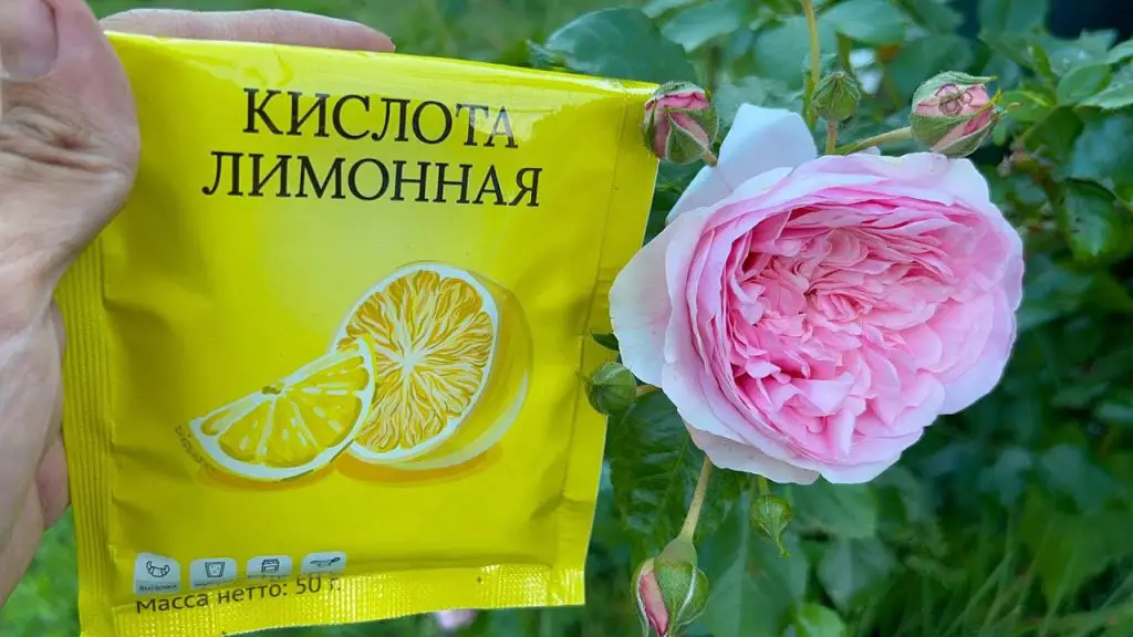 Green and Blooming Garden The June Miracle for Every Flower Lover