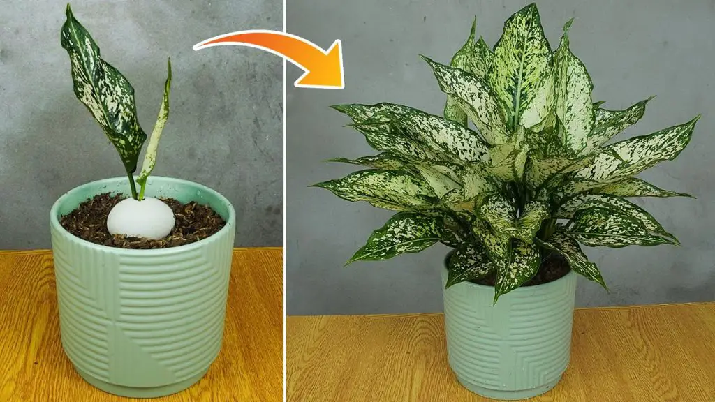 Growing Aglaonema White Valentine in Eggs: A Beautiful and Air-Purifying Indoor Technique
