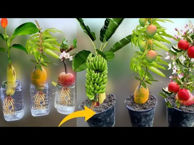 Growing Banana, Mango, and Apple Trees from Fruit