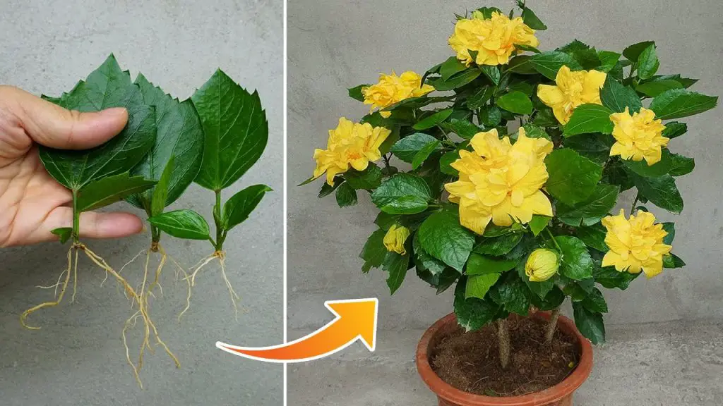 Growing Yellow Hibiscus from Leaves with Ease: Experience the Beauty of Nature’s Finest Flower