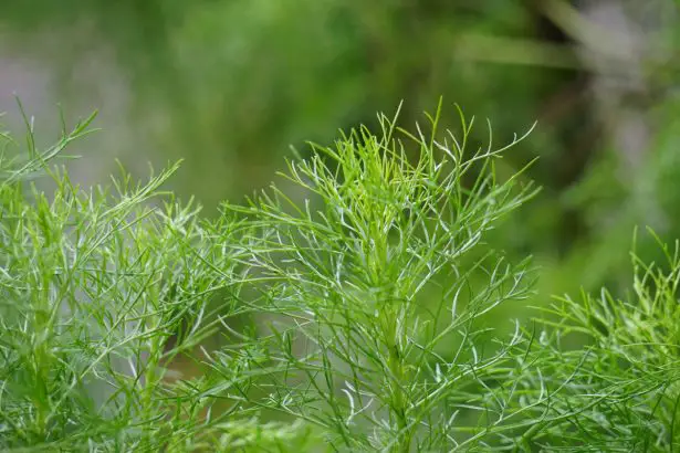 Here is THE best mosquito-repellent plant to have in your garden this summer (and it’s neither citronella nor geranium)