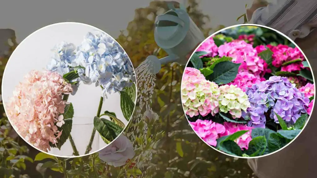 Hortensias: el secreto de la floristería para una floración abundante y unas hojas fuertes y luminosas