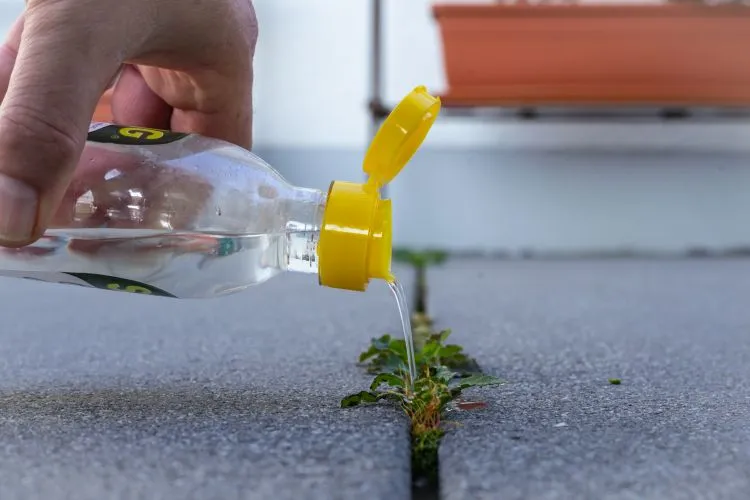 How to Create a Natural Weed Killer with Baking Soda and Vinegar  