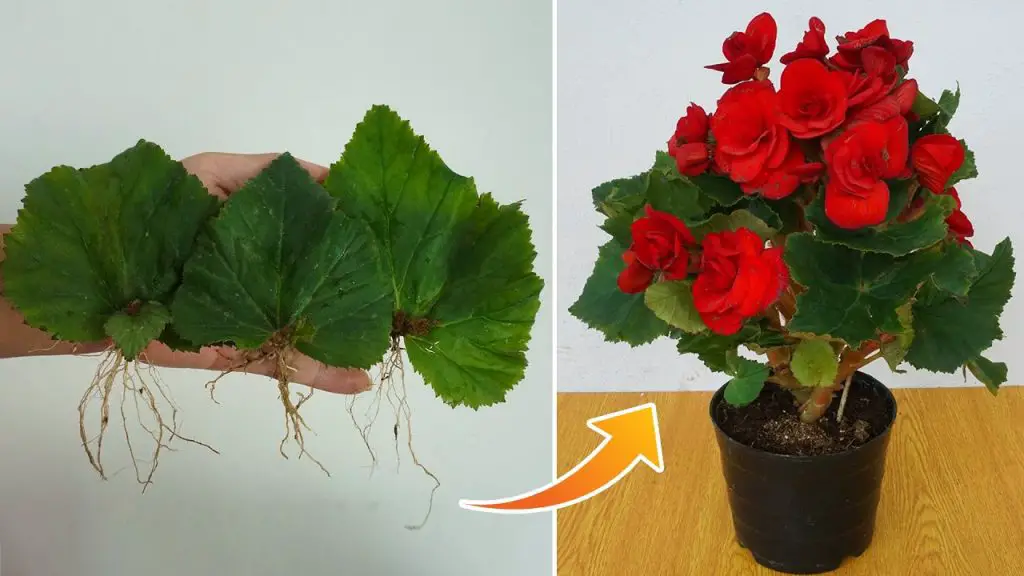 How to Grow Begonia from Leaves: Easy Care Tips for this Ravishing Flower