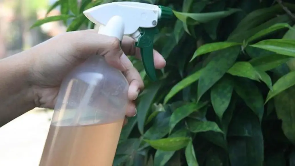 How to Make Turmeric Spray: The Ultimate Natural Insect Repellent