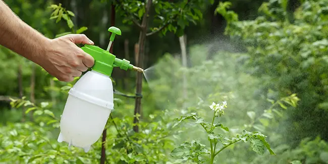 How to Make a Natural Insecticide at Home to Protect Your Plants