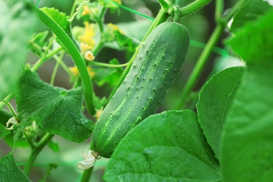 How to Protect Cucumbers from Pests Without Using Chemicals: 2  Main to do immediately