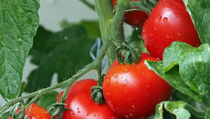 How to Sprout Supermarket Tomatoes in Just 5 Days