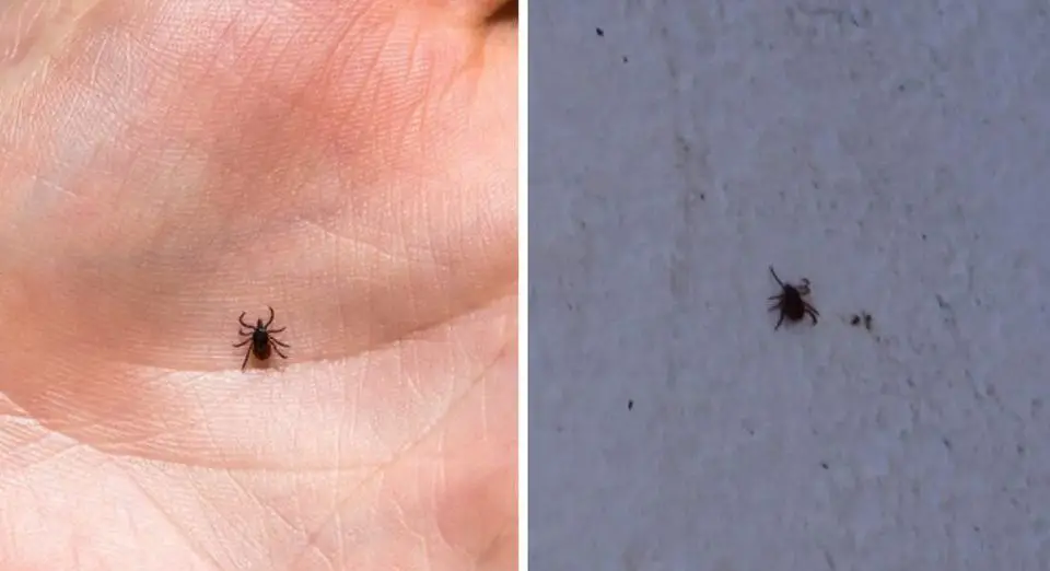How to get rid of ticks and fleas inside your home and yard