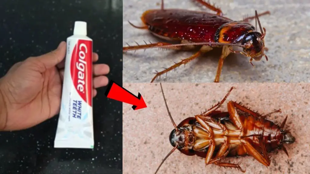 How to remove ants and mites at home forever with the toothpaste hack: it’s the most powerful and it’s applied like this
