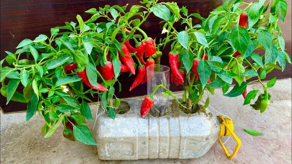 Innovative Gardening: Growing Chilli in Plastic Bottles at Home