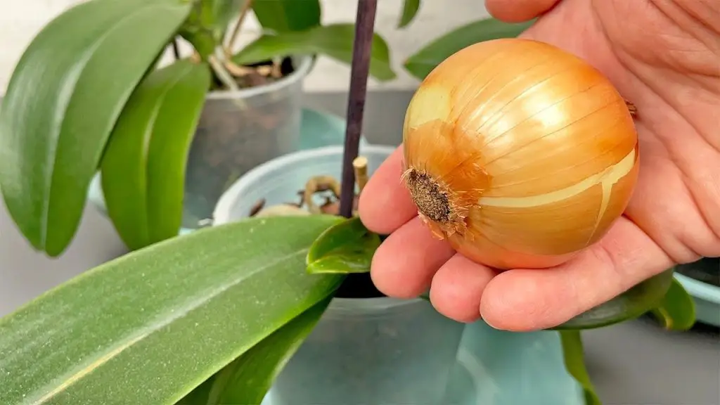 Just 1 onion! And the orchid blooms continuously all year round