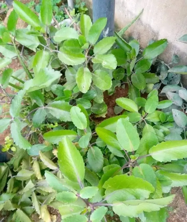 Kalanchoe Pinnata – The plant with multiple benefits  