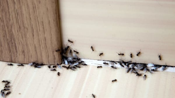 Keep Insects Out Even with Open Windows