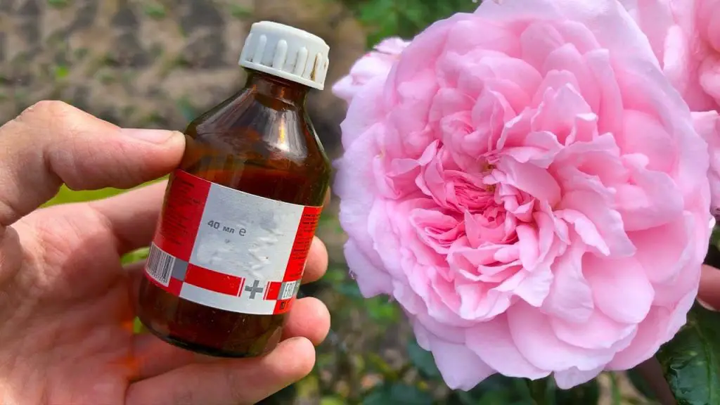Keep Your Flowers Healthy and Blooming: Try Our Spring Flowering Solution!