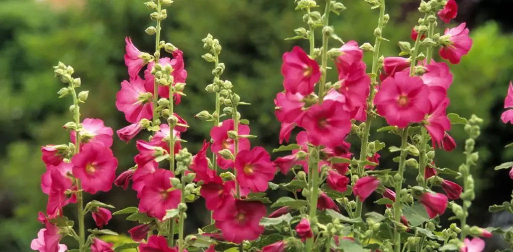 La malvarrosa: cultivar y plantar la majestuosa reina de los jardines
