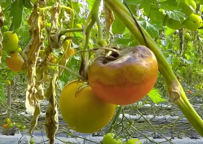 Mildiú velloso en tomate: cómo combatir el hongo con tratamientos naturales