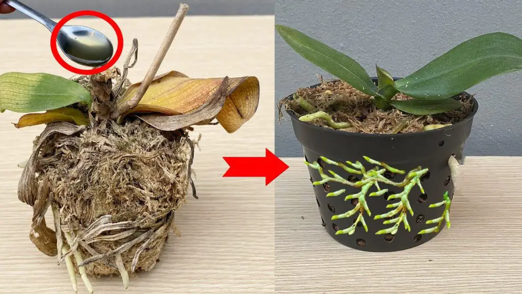 Miracle Cure Instantly Revive Rotten Orchids!