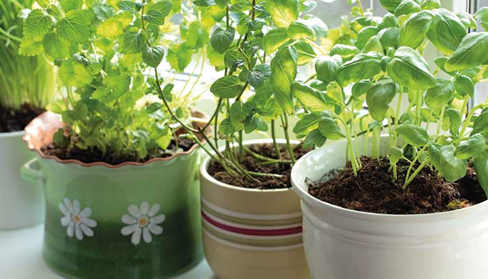 Mosquito Repellent Plants: The 10 Best Repellent Plants for Your Garden