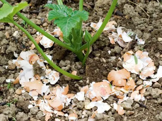 Never plant tomatoes without it: You will have a harvest 3 times larger and big tomatoes