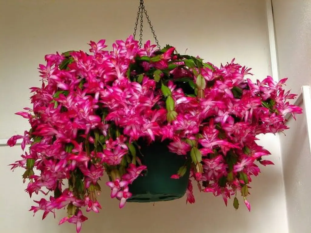 No solo poinsettia: las plantas para tener en casa para las fiestas navideñas