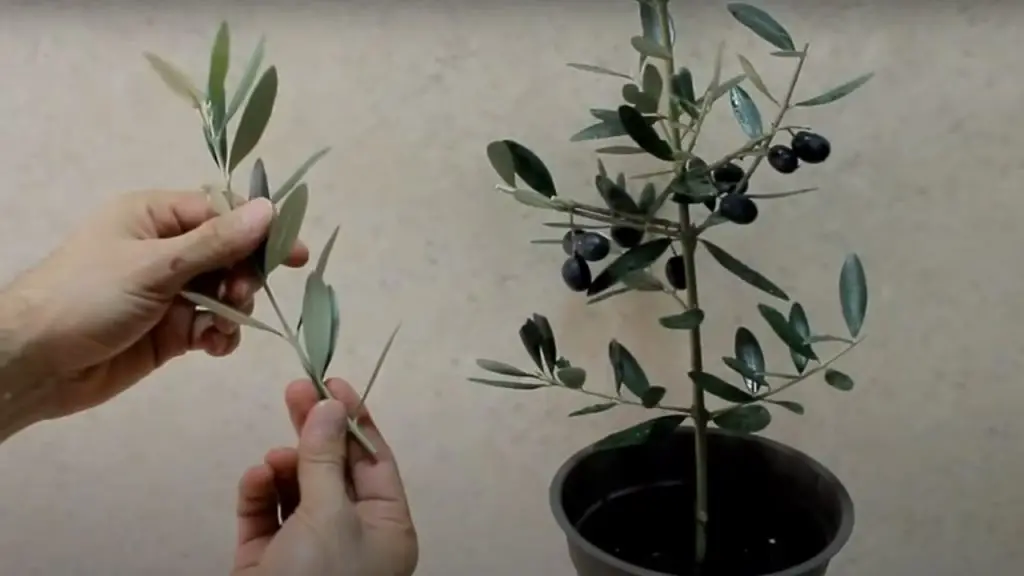 Olive tree, the trick to multiply it infinitely from 1 sprig: all at zero cost