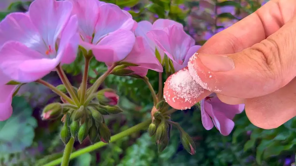 One Spoon Wonder: Blooming Lushly and Long for Roses, Geraniums, Petunias, and Any Home Flower!