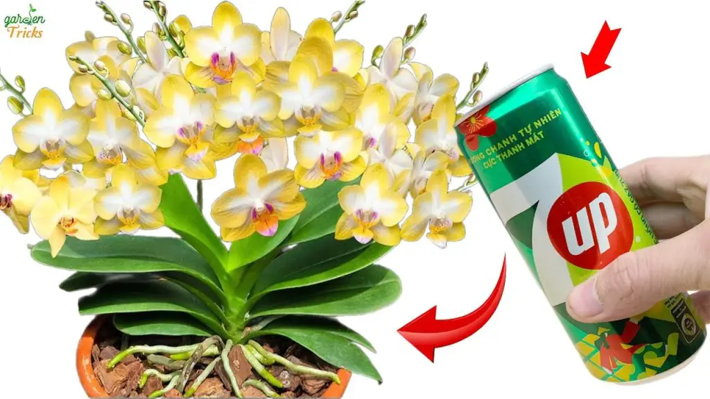 Orchid Magic Unlock Year-Round Blooms with a 7-Up Formula!