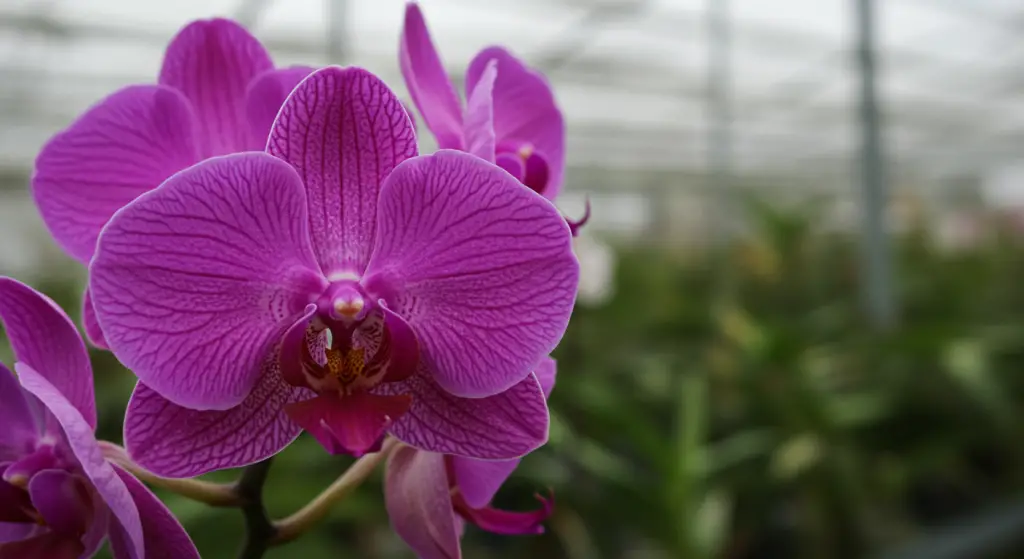 Orchid, only if you water it at this time will it be beautiful and lush