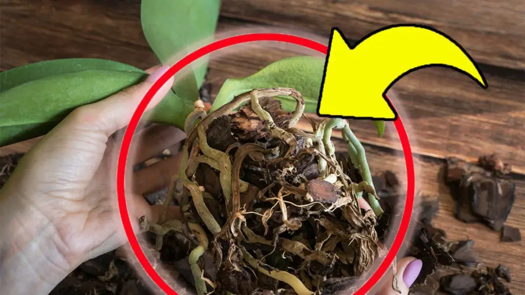Orquídea, atacada por pudrición de raíz: si haces esto volverá fuerte y sana | ¡El método infalible de los expertos!