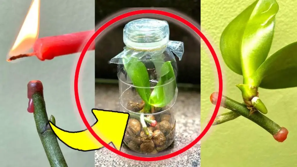 Orquídeas, el truco para multiplicarlas con ramitas de flores: ¡si haces esto crecerán rápidamente sanas y fuertes!