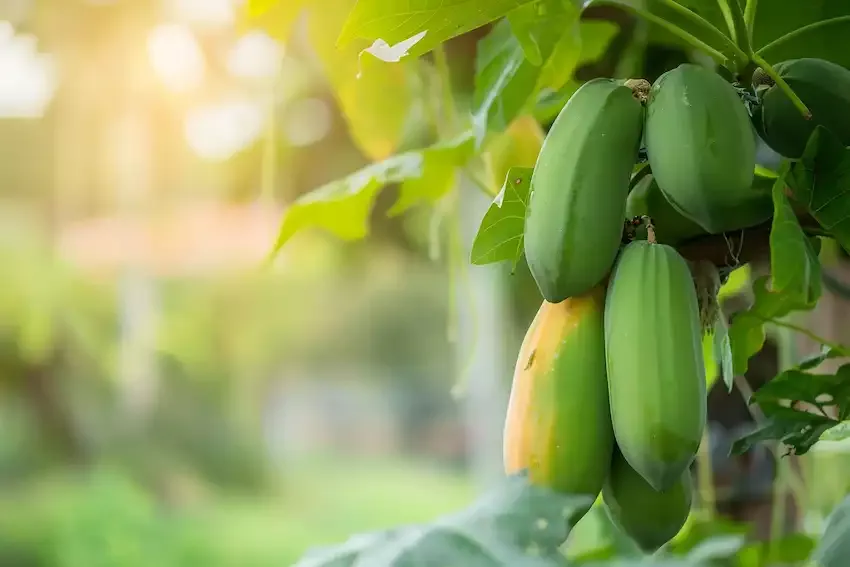 Papaya Sap: Nature’s Hidden Elixir  