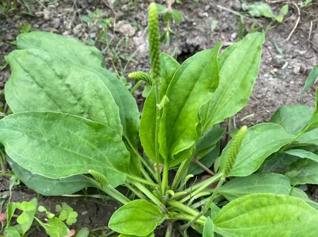 Plantago Major:  An underestimated plant