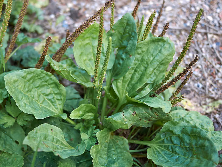 Plantain (Plantago major): Why It’s an Herb and Not a Weed