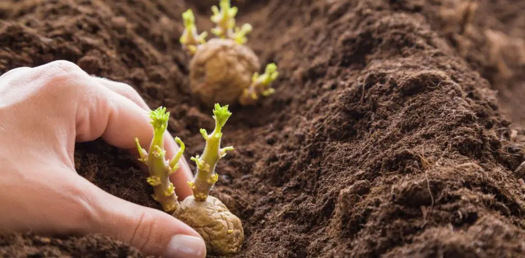 Plantas y verduras que hay que evitar absolutamente cerca de las patatas